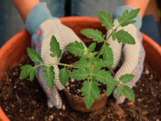 Right Pot Size for Your Tomatoes