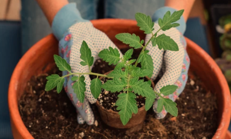 Right Pot Size for Your Tomatoes
