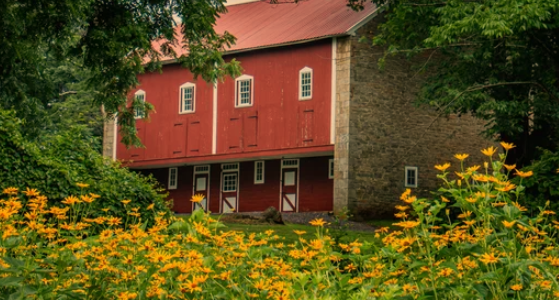 Planting Black-Eyed Susans