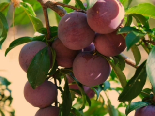 Arkansas Black Apple Trees