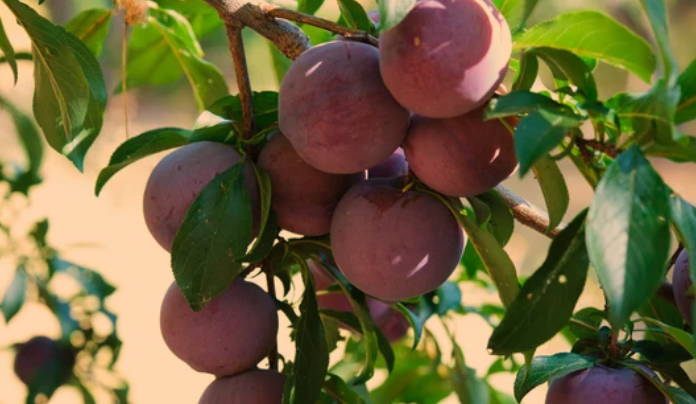 Arkansas Black Apple Trees