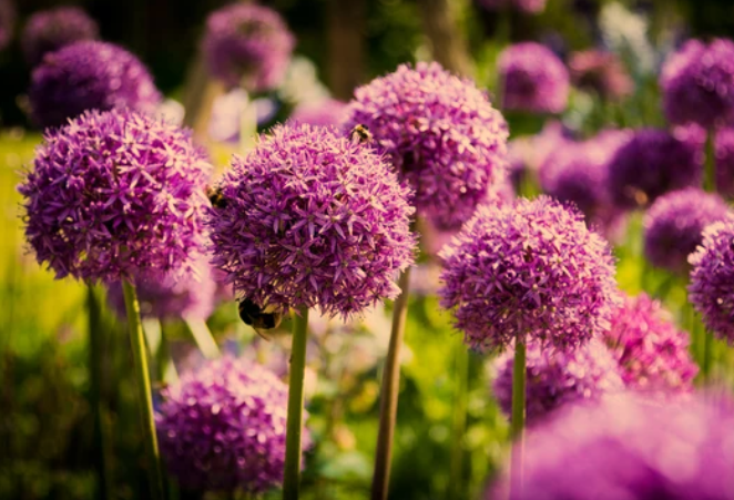 How to Planting Alliums