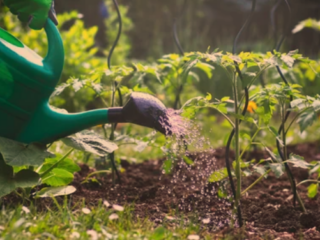 How Often Do You Water Tomato Plants