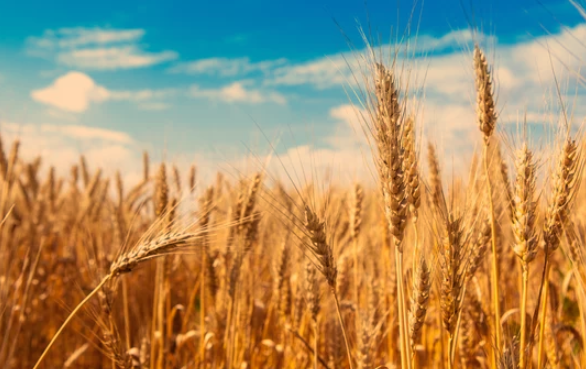 Winter Wheat Seeds 