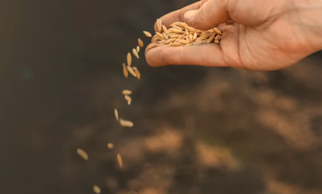 Winter Wheat Seeds for Planting