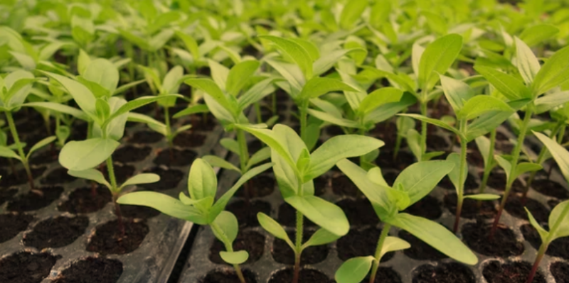 Planting Zinnia Seedlings