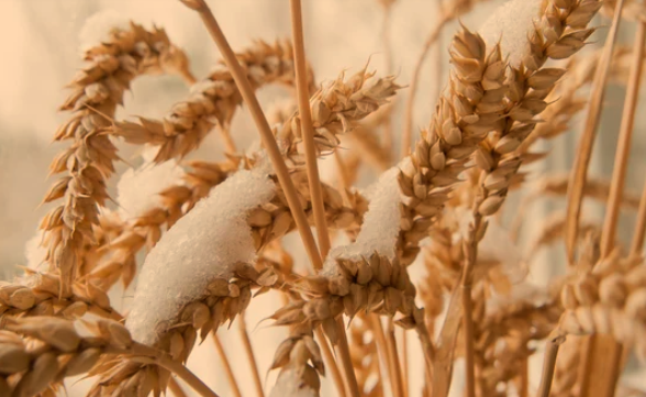 Winter Wheat Seeds for Planting