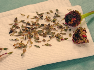 Planting Zinnia Seedlings