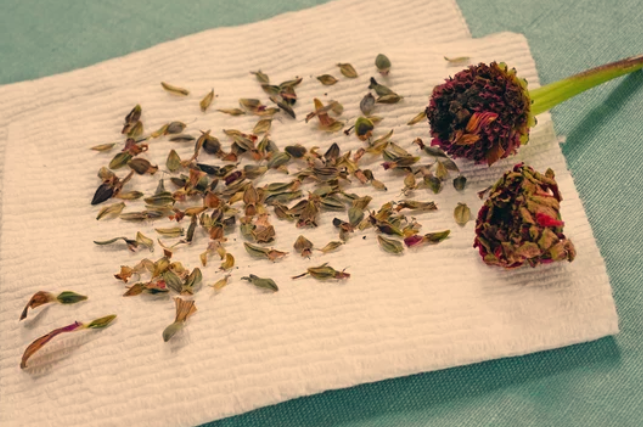 Planting Zinnia Seedlings