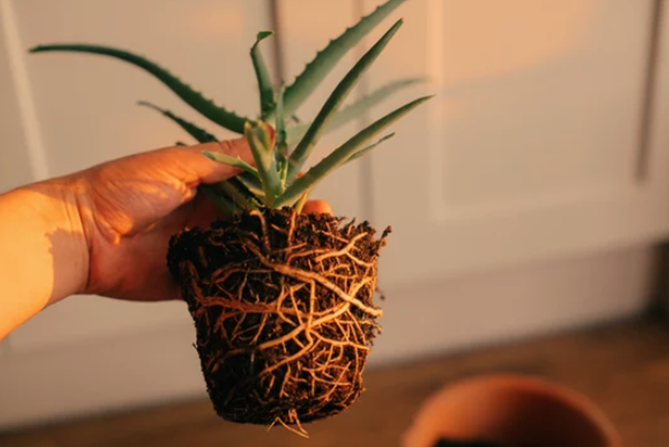 Growing Aloe Vera