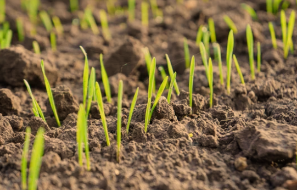 Winter Wheat Seeds for Planting