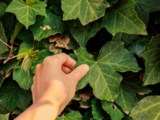 Outdoor Ivy Turning Brown