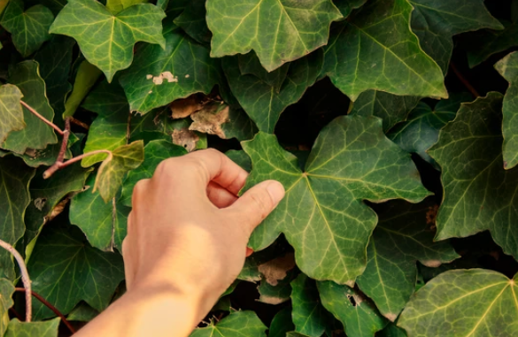 Outdoor Ivy Turning Brown