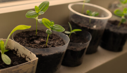 Planting Zinnia Seedlings