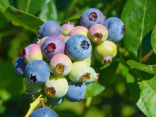Why Are My Blueberry Leaves Turning Brown