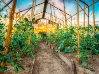 Grow In A Greenhouse In Winter