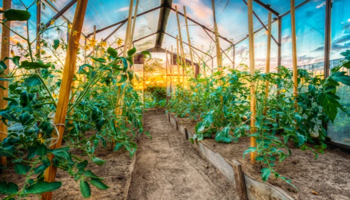 Grow In A Greenhouse In Winter