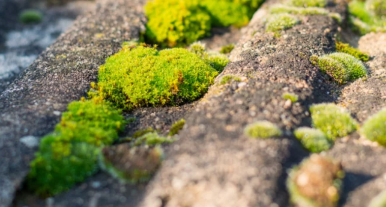 What Causes Moss To Grow On Roof