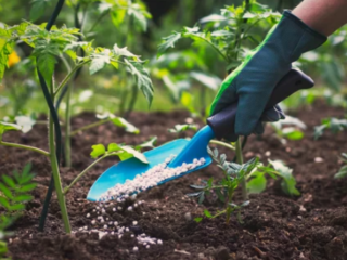 When to Add Bone Meal to Tomatoes