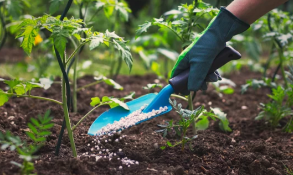 When to Add Bone Meal to Tomatoes
