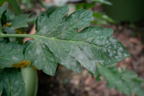 White Mold on Tomato Plants