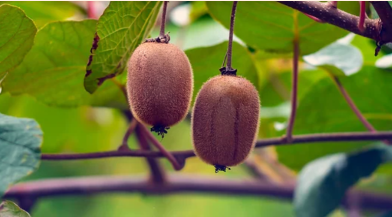 Where Can Kiwis Grow