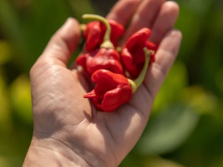 What Does a Carolina Reaper Pepper Look Like