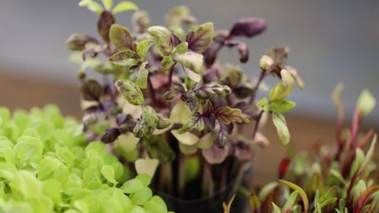 When to Start Basil Seeds