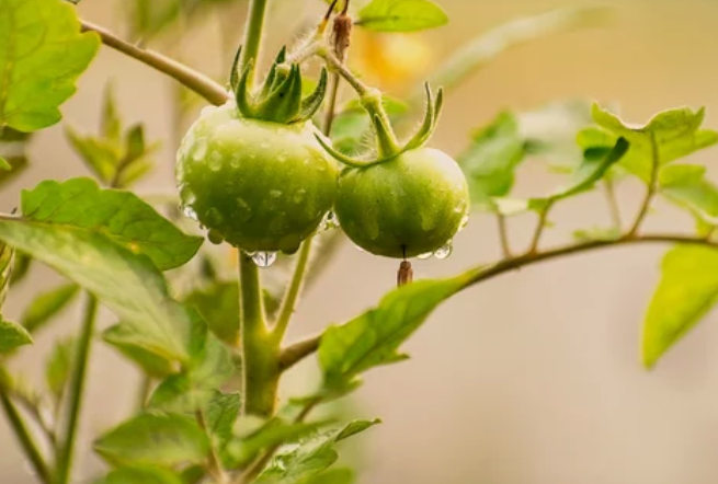 Winter Sow Tomatoes