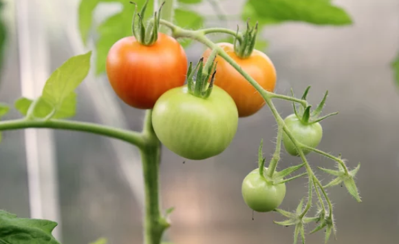 Winter Sow Tomatoes