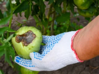 Grow In A Greenhouse In Winter