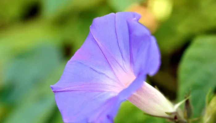 Morning Glory Leaves Turning Yellow