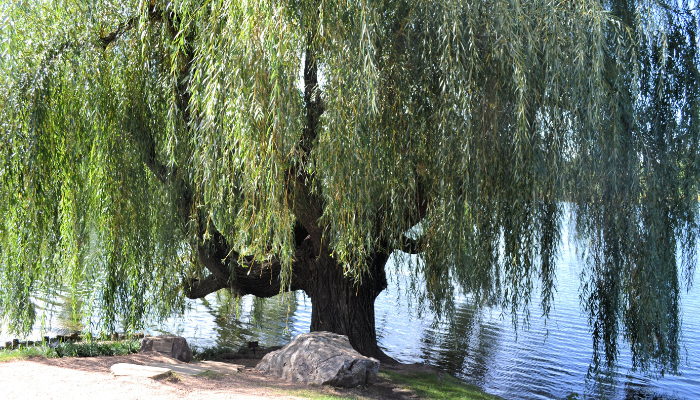What Does a Weeping Willow Tree Look Like
