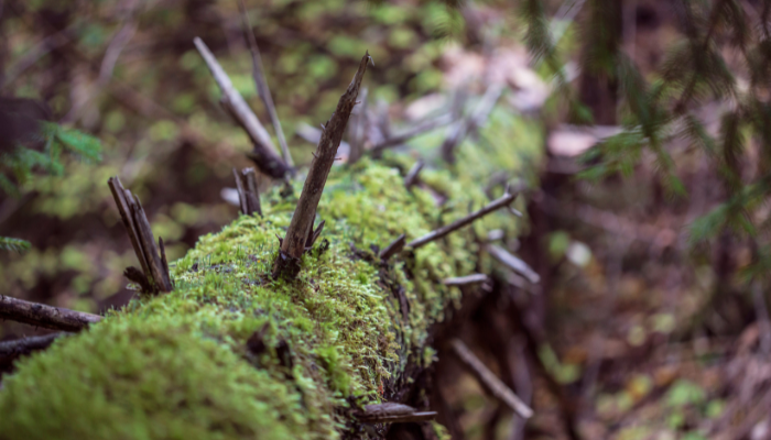 Will Tree Bark Grow Back?