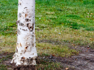 Will Tree Bark Grow Back