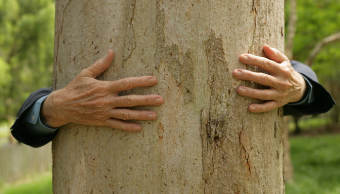 How to Take Care of Trees in Your Yard.