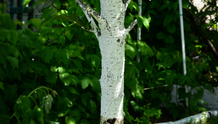 How to Take Care of Trees in Your Yard.