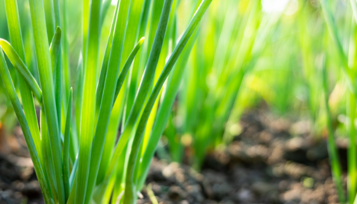 How To Grow Scallions