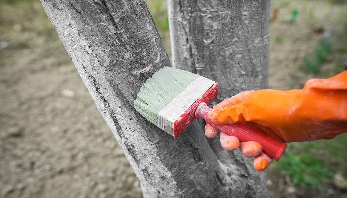 How to Take Care of Trees in Your Yard.
