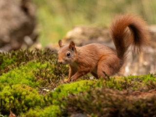 Squirrels Eat Safflower Seeds