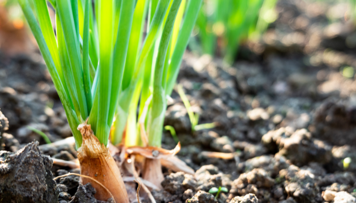 How To Grow Scallions