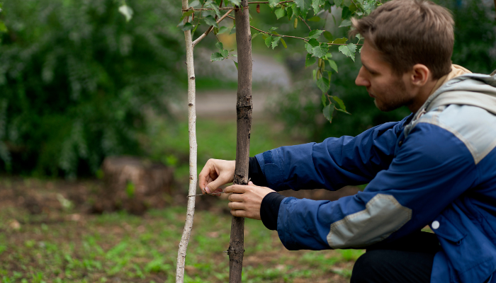 How to Take Care of Trees in Your Yard.