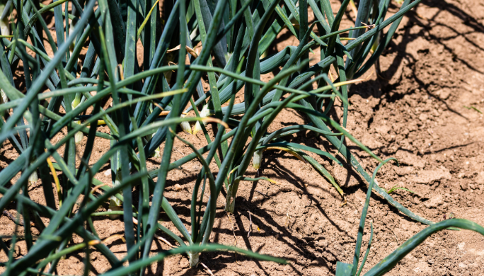 How To Grow Scallions