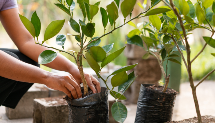 Planting Your Trees