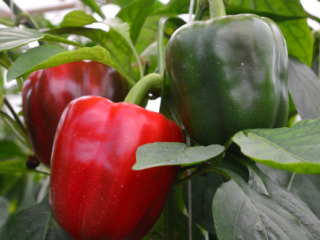 Why Do Green Peppers Turn Red