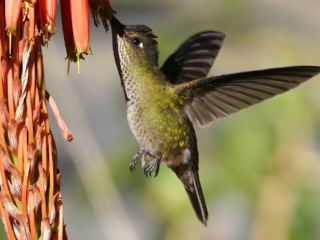 Best Plants for Hummingbirds