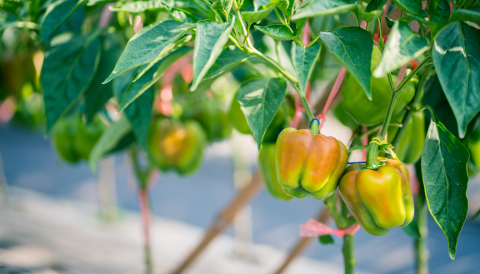 Why Do Green Peppers Turn Red