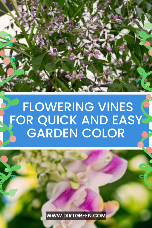 Fast-Growing Flowering Vines
