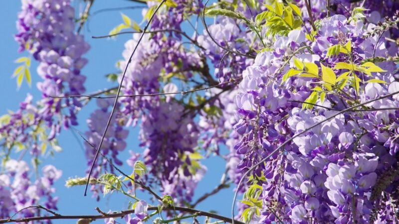 Fast-Growing Flowering Vines