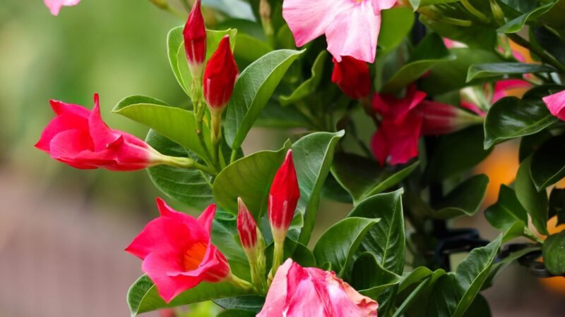 Top 17 Fast-Growing Flowering Vines